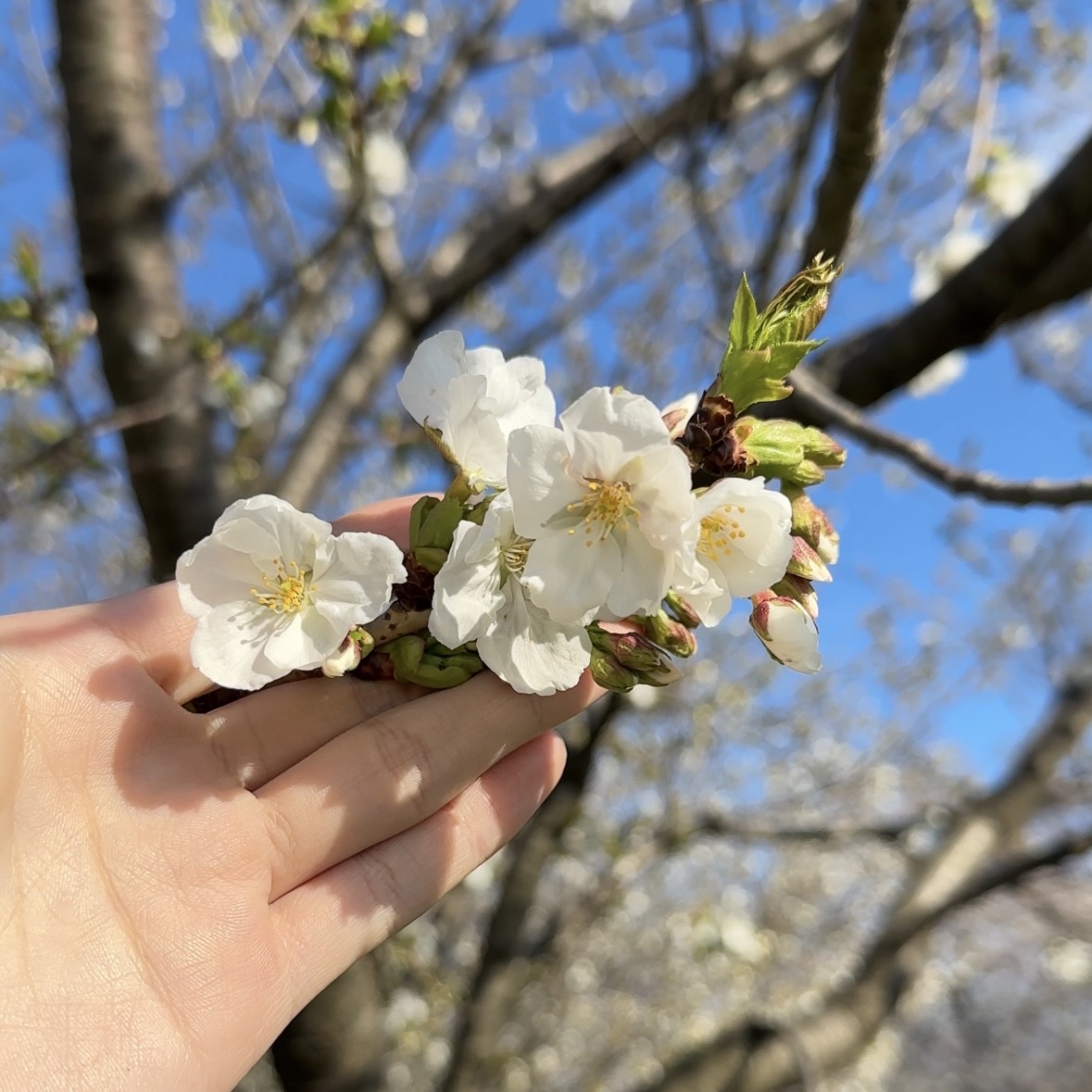 春を探す蝶（半袖）