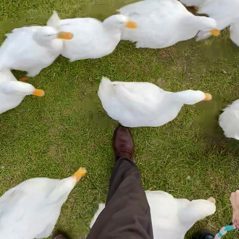 【新作】通勤ダック